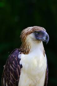 Eagle Birds Of Prey Animals Everything You Wanted To Know About The Philippine Eagle Philippine Eagle Birds Of Prey Raptors Bird