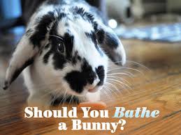 This link take you away from the fun kids website. Should You Bathe A Bunny Peta