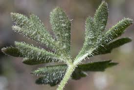 Image result for Eriosema parviflorum