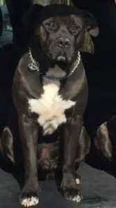 Why buy a presa canario puppy for sale if you can adopt and save a life? Perro De Presa Canario Puppy Dog For Sale In Chesapeake Virginia