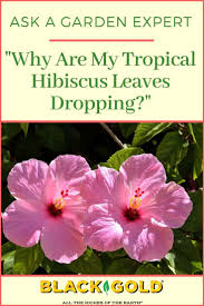 Hibiscus tropical leaves in a seamless pattern vector. Why Are My Tropical Hibiscus Leaves Dropping Hibiscus Leaves Hibiscus Hibiscus Rosa Sinensis