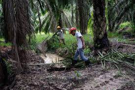 Factors Affecting Crude Palm Oil Cpo Prices Ig En