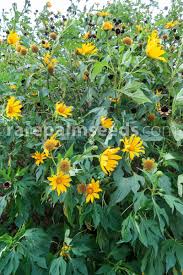Image result for Tithonia diversifolia