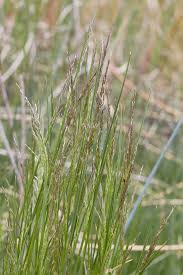 Image result for Deschampsia cespitosa