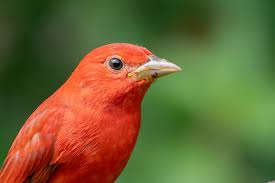 Image result for Oldenlandia verrucitesta