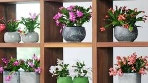 Vendiamo piante da arredamento per gli interni di casa e del tuo ufficio, dove la presenza di una pianta ti aiuterà a migliorare l'umore e la produttività. Piante Grasse Da Interno Quali Sono Piu Belle E Resistenti E Come Curarle
