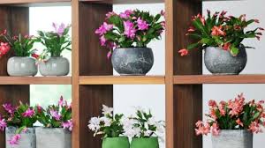 Scopri piante e fiori da acquistare nella giusta stagione ideali per balconi, terrazzi e giardini. Piante Grasse Da Interno Quali Sono Piu Belle E Resistenti E Come Curarle