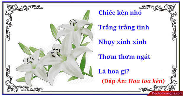 Câu đố về Hoa loa kèn
