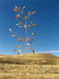 Image result for Eragrostis inamoena