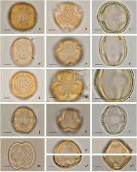 Image result for Tephrosia nyikensis