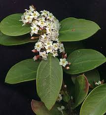 Image result for Acokanthera