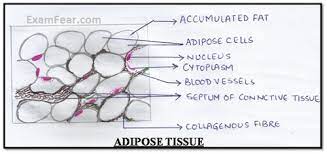 Tendons play an important role in the movement by transmitting the contraction force produced by the muscles to the bone they hold, and their contribution to stability to the joints is the tendons are mainly composed of three parts: Cbse Ncert Notes Class 9 Biology Tissues