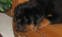Earn points & unlock badges learning, sharing & helping adopt. Akc Rottweiler Puppies Price 800 00 For Sale In Channelview Texas Best Pets Online