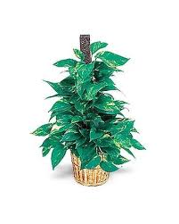 We're family owned and operated, and committed. Plants Delivery New Iberia La A Gallery Of Flowers