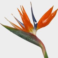 A colorful and vibrant tropical birds of paradise wedding styled shoot by jennie. Bird Of Paradise Flower Wholesale Blooms By The Box