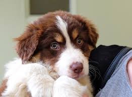 We did not find results for: Spca Dogs Online