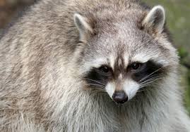 Internet explorer 11 is no longer supported. A Raccoon Rabies Vaccine Is Being Airdropped Again Pittsburgh Post Gazette