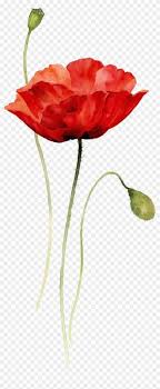 Flowers Art Drawing Poppy 29 Ideas Poppy Flower Painting Poppy Flower Drawing Watercolor Poppies