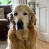 To date, pet blood bank uk has supplied more than 27,000 units of blood and helped save the lives of thousands of dogs. Https Encrypted Tbn0 Gstatic Com Images Q Tbn And9gcrosuc3lfyc7xkpxysk2vviihooup0omk2twjp5hwg Znvppjxt Usqp Cau
