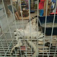 Pet lovers centre (plc) is not only malaysia's largest online pet shop, but is also collectively the largest and only pet care retail chain in southeast asia. Photos At Ellink Pet Shop Miri Sarawak
