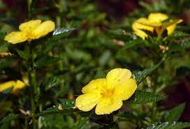 Buttercup Flower Meaning Flower Meaning