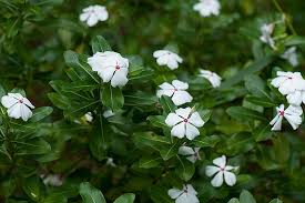 Image result for Catharanthus roseus