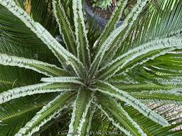 Image result for Cycas