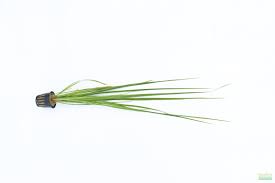 Image result for Cyperus spiralis