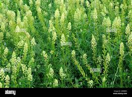 Image result for Resedaceae