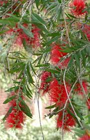 Bottle Brush Tree Callistemon Citrinus Callistemon Australis Callistemon Viminalis Characteristics Red Pend Plants Australian Native Plants Trees To Plant