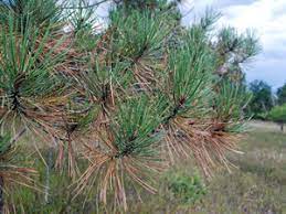 Affected pine tree needles develop brown spots on the needles with yellow halos in the late fall. Yellowing Pine Needles Normal In Autumn Colorado State Forest Service