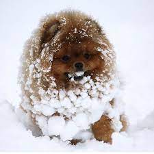 sdya po foto nashih podpischikov zima samoe veseloe vremya a vy eshe perezhivaete chto shpic zamerznet zimoj bez odezhdy ili v pomeranskij shenki pomeranskij shpic