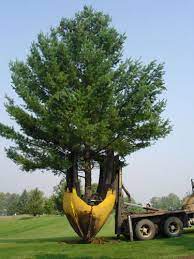 Dutchman Industries Truck Spade For Moving Large Trees