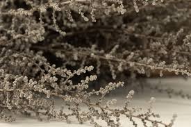 Image result for Stoebe