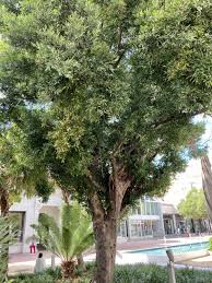 Image result for Nageia nagi