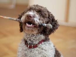 This article will help you find lagotto romagnolo puppies for sale from reputable united states breeders. Lagotto Romagnolo Detailed Guidelines Recommendations From Experts