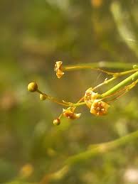 Image result for Crossopetalum mossambicense