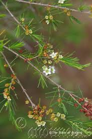 Image result for Wurmbea tenuis