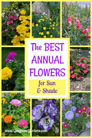 The Best Annual Flowers Gingham Gardens Annual Flowers Flower Garden Design Flowering Vines
