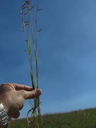 Image result for Aristida congesta