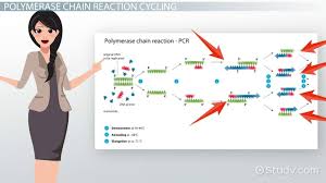 Polymerase Chain Reaction Definition Steps Texes Class Video Study Com