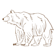 9,607 grizzly bear clip art images on gograph. Grizzly Bear Png Svg Transparent Background To Download