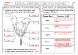 Flower is the main structure of a plant that involves in reproduction of the plant, which is essential. Gcse Biology Plant Reproduction Worksheet Pack Teaching Resources