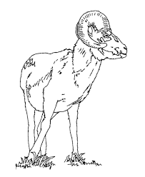 Printable mountain goat coloring pages. Goat Printables Coloring Pages Coloring Home