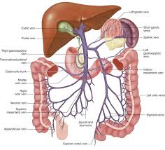 Abdominal blood vessels labeled visceral and retroperitoneal vessels springerlink blood vessels part 3 slides by barbara heard and w rose ppt video online download Venous Anatomy Of The Abdomen And Pelvis Radiology Key