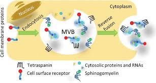 The fluid mosaic model of the plasma membrane. Engineering Of Surface Proteins In Extracellular Vesicles For Tissue Specific Targeting Intechopen