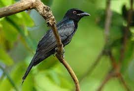 Download Suara Burung Kepodang Emas Gacor Sungu Mp3 Harga