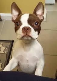 Pin By Heidi Smith On Boston Terriers Boston Terrier Dog Boston Terrier Boston Terrier Puppy