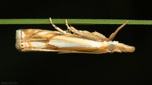 Image result for Hypolytrum pynaertii