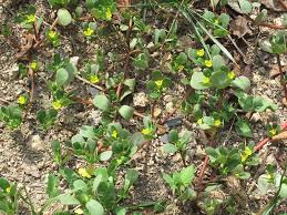 Image result for Portulaca centrali-africana